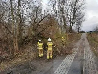 Interwencje polegały między innymi na usuwaniu powalonych drzew