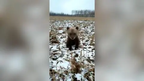 Kilkumiesięczny niedźwiadek przez kilka dni błąkał się przy drodze