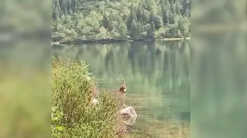 Jeleń kąpał się w Morskim Oku. Na turystów nie zwracał uwagi
