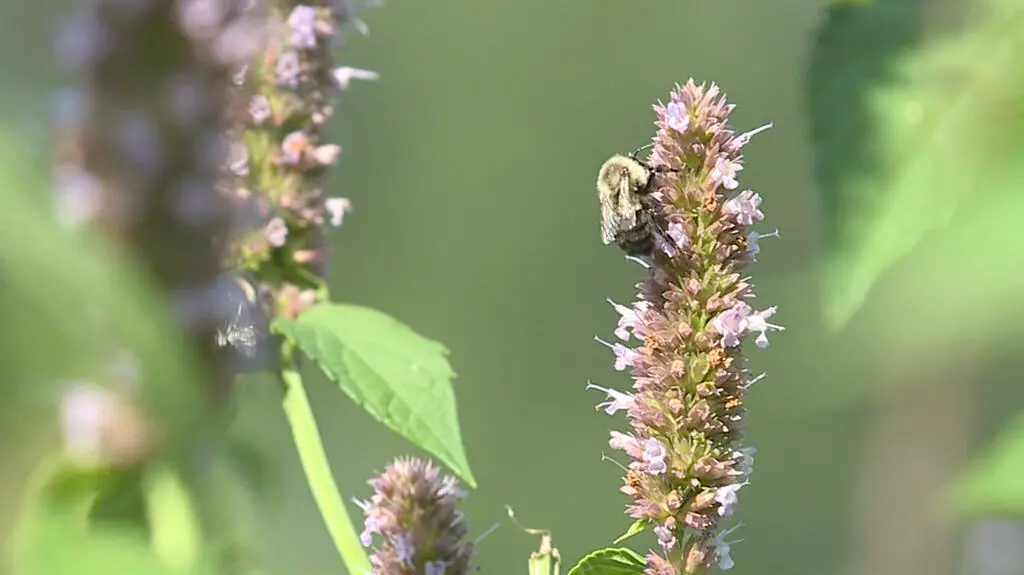 "Zaskakująca zdolność". Trzmiele odczytały kod