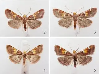 Pyralis papaleonei