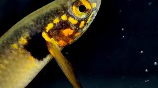 Obawiano się, że wymarła. Odnalazła się po 20 latach