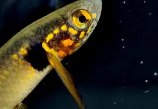 Obawiano się, że wymarła. Odnalazła się po 20 latach