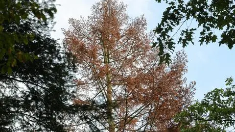 Zamierające drzewa iglaste w Arboretum