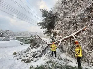 Połamane drzewa w hrabstwie Jinan na południu Korei Południowej