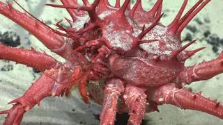 Krab sfotografowany w oceanicznych głębinach