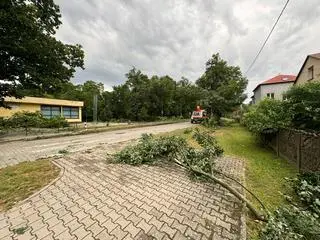 Powalone drzewa w miejscowości Goszcz, woj. dolnośląskie