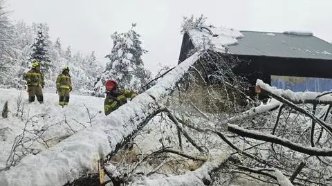 Małopolscy strażacy usuwają powalone drzewo