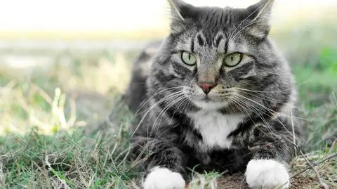 U zdrowych kotów znaleziono bakterię, która może pomóc w walce z chorobami skóry