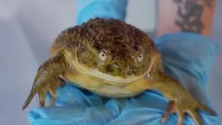 Calyptocephallela gayi 