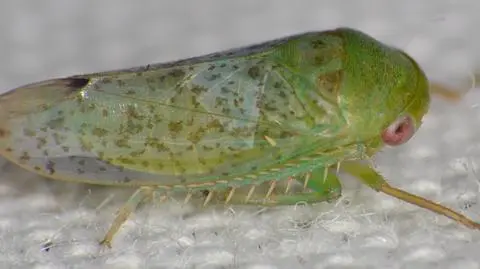 Batracomorphus stictopterus