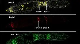 Dwugłowy robak - wybarwione gardło (zielony) i mózg (czerwony oraz żółty)