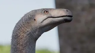 Odkryto jeden z najstarszych gatunków dinozaurów