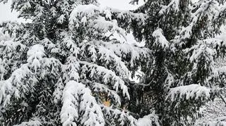 Znów zrobi się biało. Ostrzeżenia drugiego stopnia 