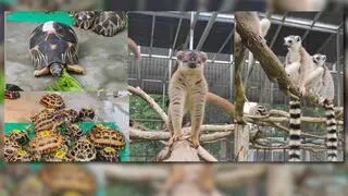 Gatunki zabezpieczone podczas operacji w Tajlandii: żółw pajęczynowy (lewy górny róg), żółw promienisty (lewy dolny róg), lemuria płowa (środek), lemur katta (z prawej)