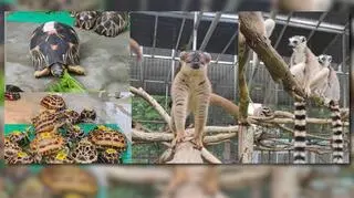 Prawie tysiąc zagrożonych zwierząt wróci do domu