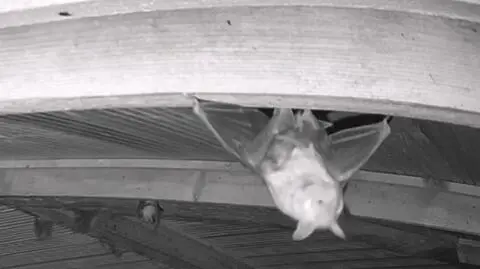 Narodziny nocka dużego (Myotis myotis) w kolonii rozrodczej na strychu szkoły w Ślęzanach 🦇-0001