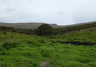 Badania "najbardziej samotnego drzewa" na Wyspie Campbella