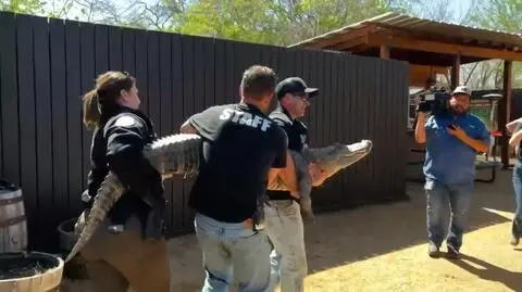 Samica aligatora skradziona z zoo dwie dekady temu. Teraz ją zwrócono