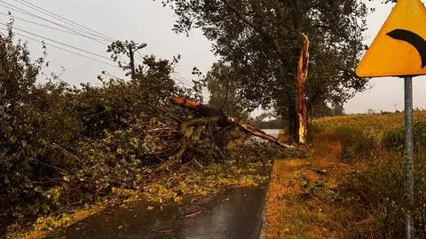 Przewrócone drzewo w woj. łódzkim