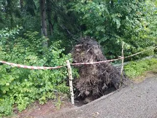 Wyrwane z korzeniami drzewa w gminie Rajgród