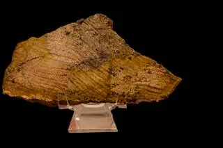 Stromatolity z zachodniej Australii