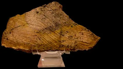 Stromatolity z zachodniej Australii