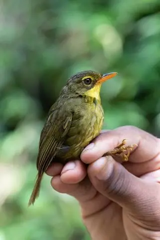 Madagaskarniczek ciemny (Xanthomixis tenebrosa)