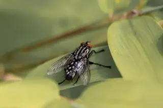 Mucha tse-tse (Glossina sp.) - zdjęcie ilustracyjne