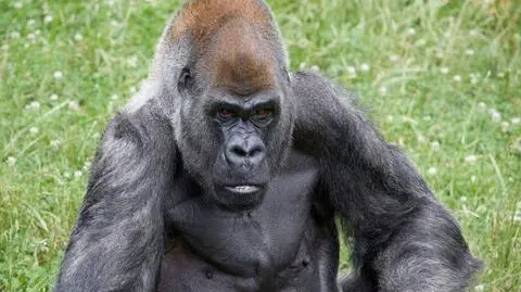 Goryl Ozzie