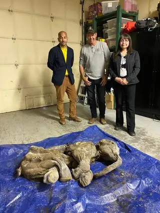 Zmumifikowane cielę mamuta włochatego. Na zdjęciu Roberta Joseph, Ranj Pillai i Brian McCaughan