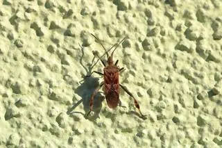 Wtyk amerykański - zdjęcie ilustracyjne