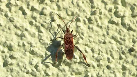 Wydziela nieprzyjemny zapach, kłuje, niszczy iglaki. Czym jest wtyk amerykański?