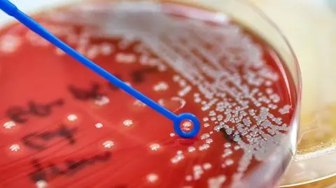 Gronkowiec złocisty (Staphylococcus aureus)