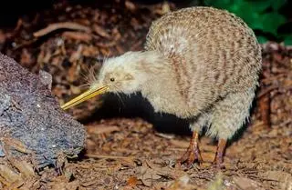 Kiwi północny