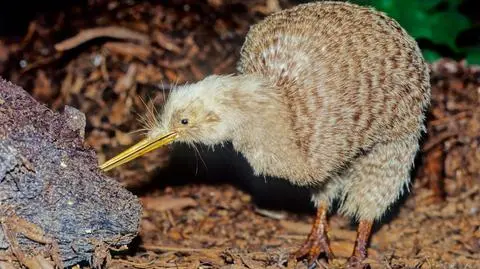 Kiwi północny