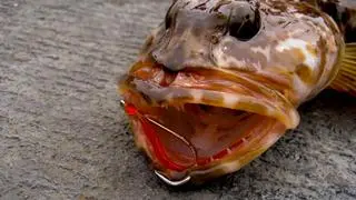 Ofiodon posiada setki ostrych, niemal mikroskopijnych zębów