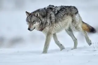 Wilk szary z Parku Narodowego Yellowstone 