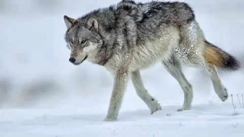 Na pewno słyszałeś o tym pasożycie. Kiedy dopadnie wilki, potrafi wpłynąć na ich mózgi