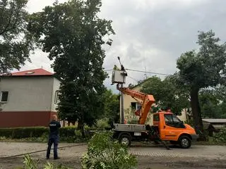 Powalone drzewa w miejscowości Goszcz, woj. dolnośląskie