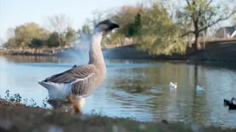 Jedna z gęsi w parku w Royse City w Teksasie