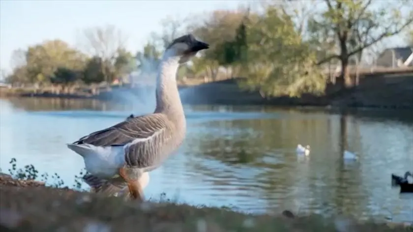 Poturbowały ją gęsi, w ciężkim stanie trafiła do szpitala