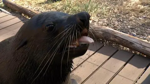 Lany poniedziałek w zoo. "Nie nudzimy się, bo zabawia nas Nelson"