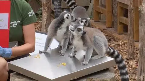 Zoo Londyn