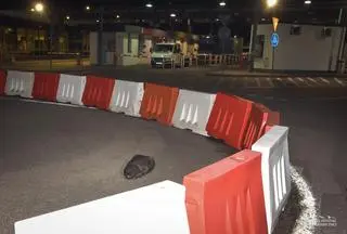 Bóbr pojawił się na przejściu granicznym