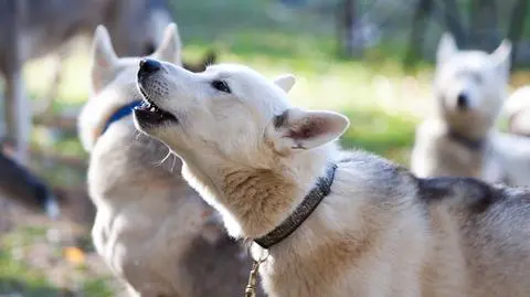 Psy wyjące z wilkami. Tego nagrania warto posłuchać