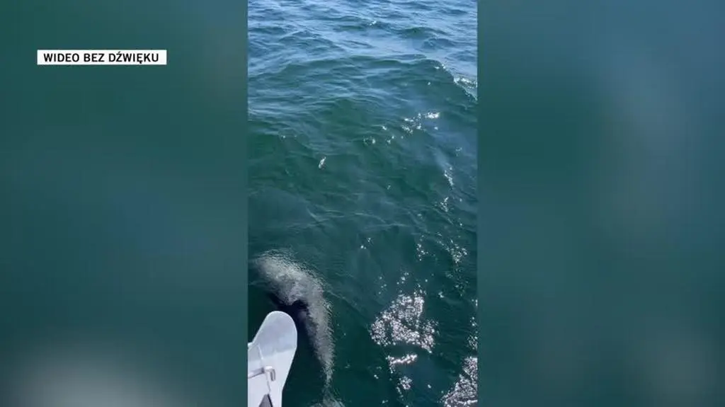 Delfin zwyczajny pojawił się w Bałtyku