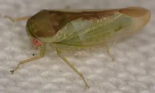 Batracomorphus ruthae