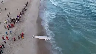 Woda wyrzuciła na brzeg martwego humbaka w Brazylii. Lipiec 2025