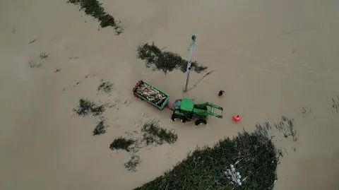Powódź w Albanii zabiła setki zwierząt